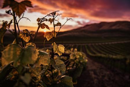 Vineyard at Sunset