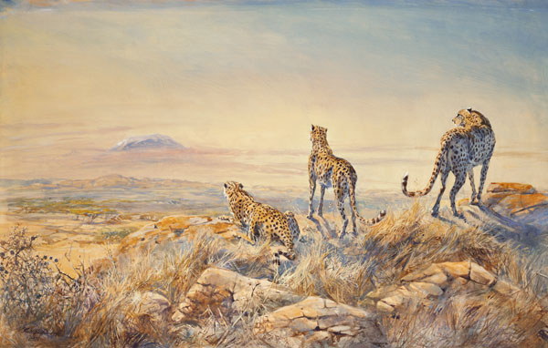 Cheetah with Kilimanjaro in the background, 1991 (w/c)  od Tim  Scott Bolton