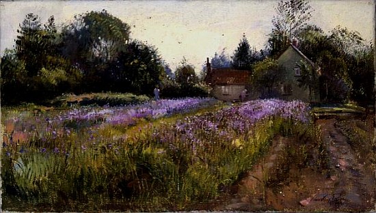Iris Field and the Old Chapel, Burgate, 1994  od Timothy  Easton