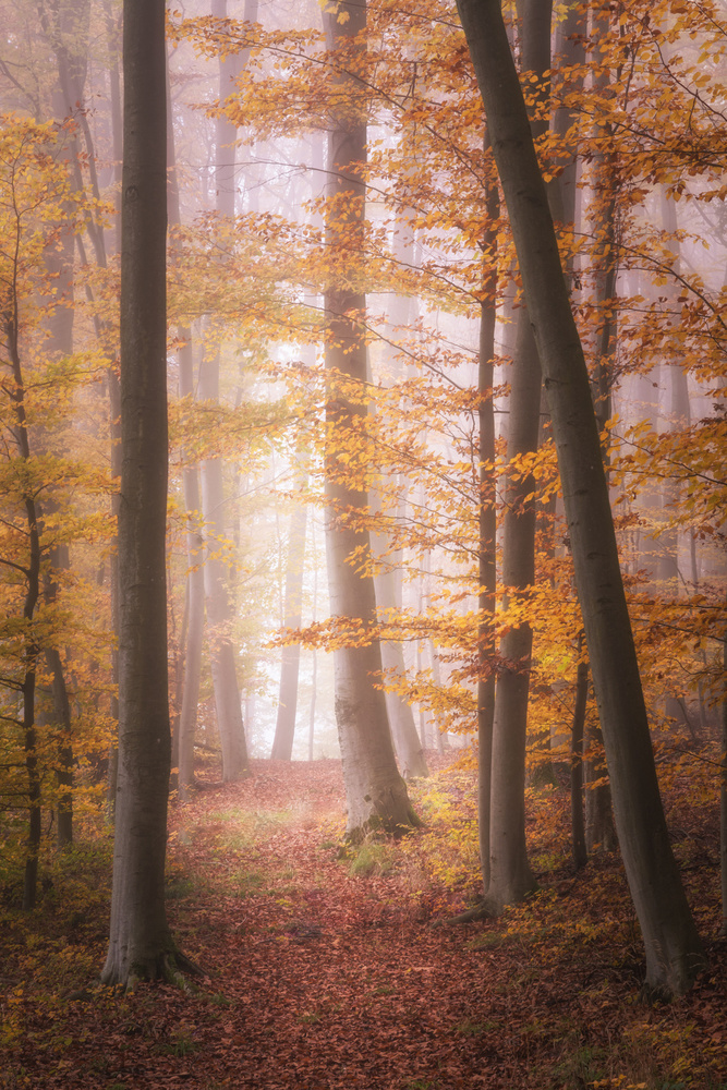Autumn Woodland in Fog od Tobias Luxberg