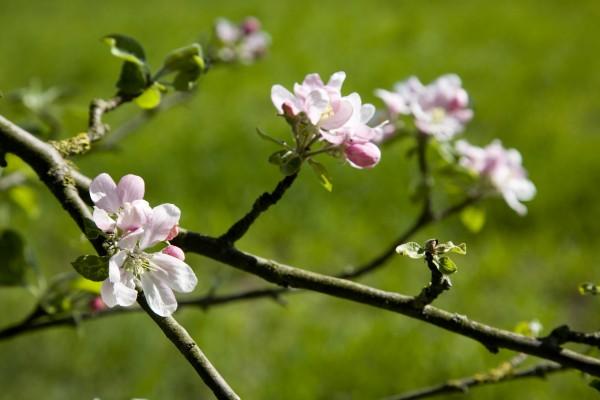 Apfelblüten im Frühling od Tobias Ott