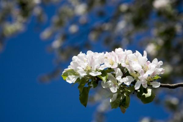 Kirschblüten od Tobias Ott