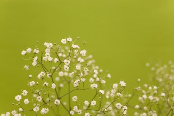 Schleierkraut - wird vom Floristen z.B. beim Binden von Blumensträußen genutzt. od Tobias Ott