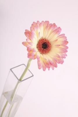 Gerbera