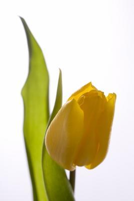 gelbe Tulpe