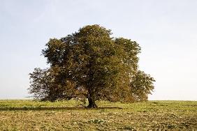 alter Kastanienbaum