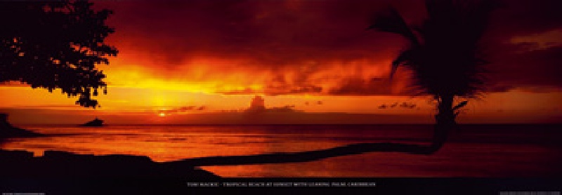 Tropical Beach at Sunset od Tom Mackie