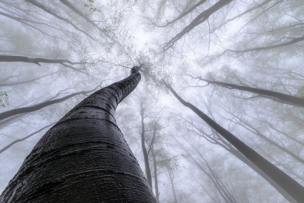 Beech forest od Tom Pavlasek