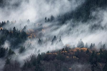 A path of the fog