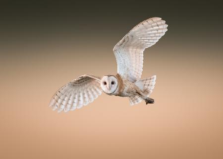 Barn Owl