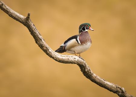 Wood Duck