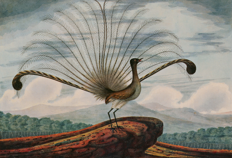 Lyrebird: mamura superba od T.R. Browne