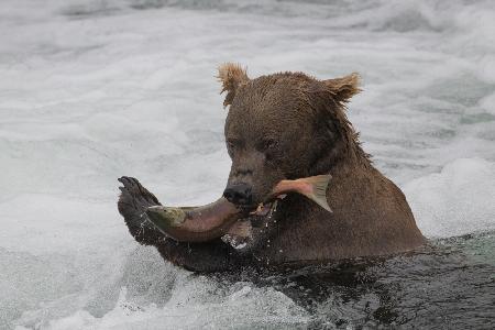 Fresh Salmon