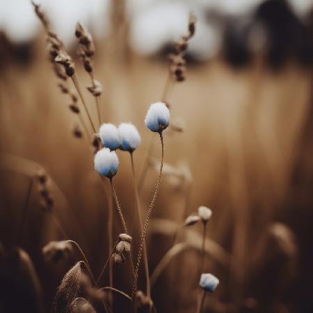 Blue Corn Flowers No 5