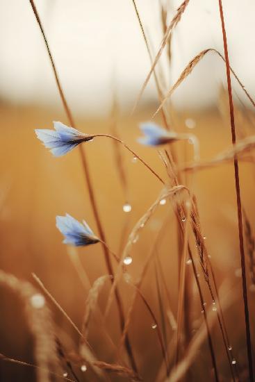 Blue Corn Flowers