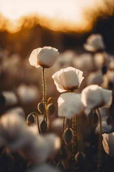 White Poppy Field No 2