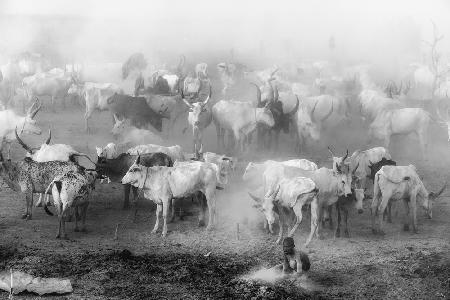 Khartoum cattle camp