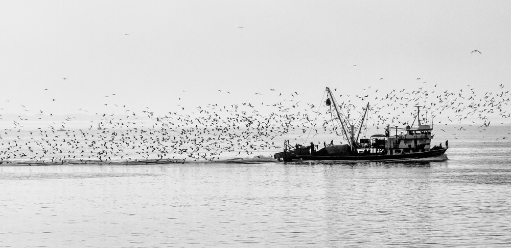 Seagulls od Ugur Erkmen