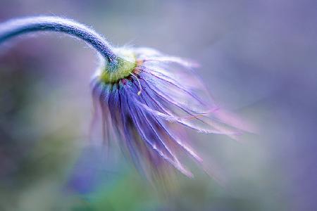 Pasque Flowers finals