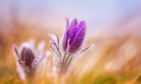 Pasque Flowers in the wind