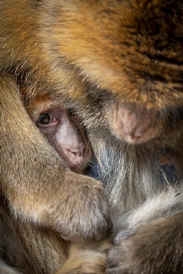 Berber Monkey Baby in Motherly Care