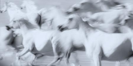 Herd of White Arabian Mares