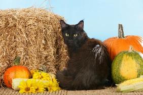 Schwarze Maine Coon Katze vor Stroh