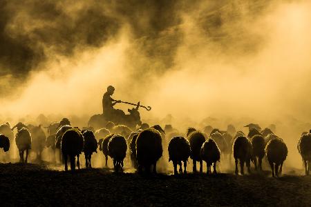 sheep shepherd