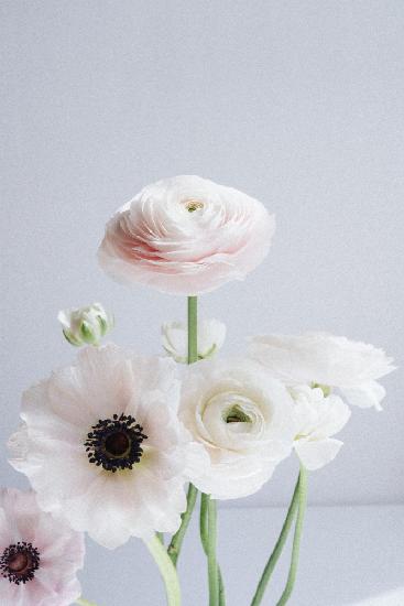 Ranunculus and Anemones