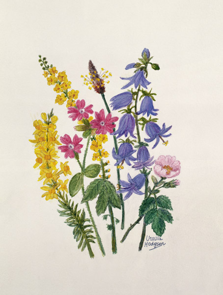 Bluebells, Broom, Herb Robert and other wild flowers (w/c on paper)  od Ursula  Hodgson