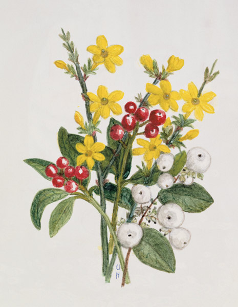 Snowberries, Dogwood and Jasmine (w/c on paper)  od Ursula  Hodgson