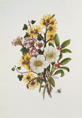 Skimia Japonica, Hammemelus, Viburnum and Hellebore (w/c on paper) 