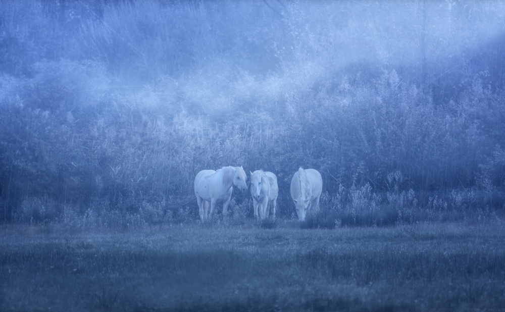 white horses od Uschi Hermann