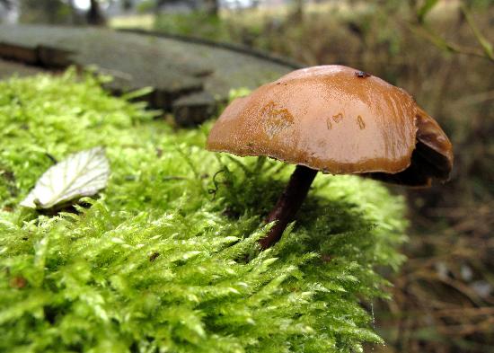 Pilz auf bemoosten Baumstumpf od Uwe Zucchi