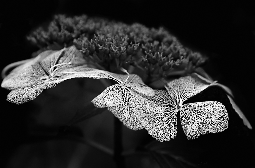 Hortensie od Carmen Varo