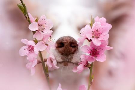 Sniff up the spring vibes