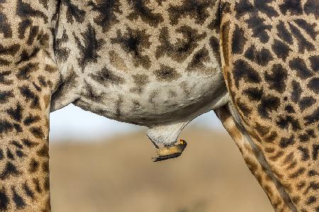 Oxpecker and Giraffe