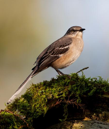 Northern mockingbird