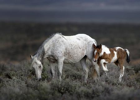 Wild Mustang Generations ...