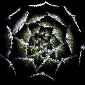 Sempervivum Rosette