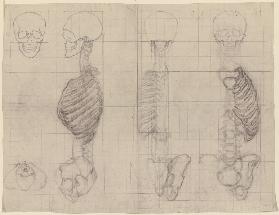 Studien nach dem menschlichen Skelett