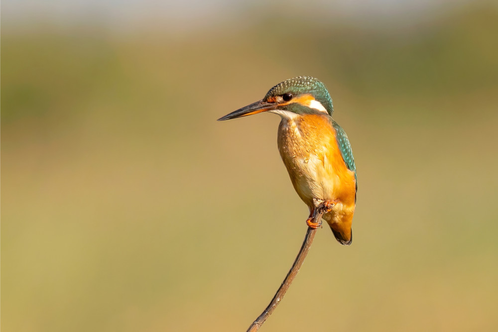 kingfisher od Vida