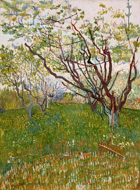 Blossoming orchard