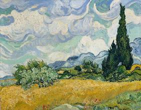 Wheat field with cypresses