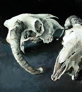 Sheep Skulls