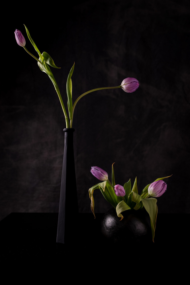 Still life with five pink tulips od Vito Guarino