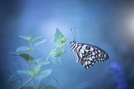 butterfly