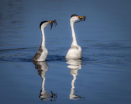 Early Morning Performing - Western Grebes Weed Celebration