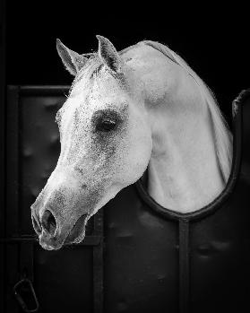 Arabian Horse