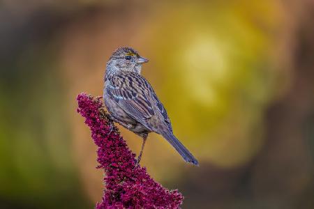 Golden-crowned Sparrow